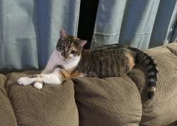 Lost Female Cat last seen Whitelaw Rd, Canastota, NY 13032