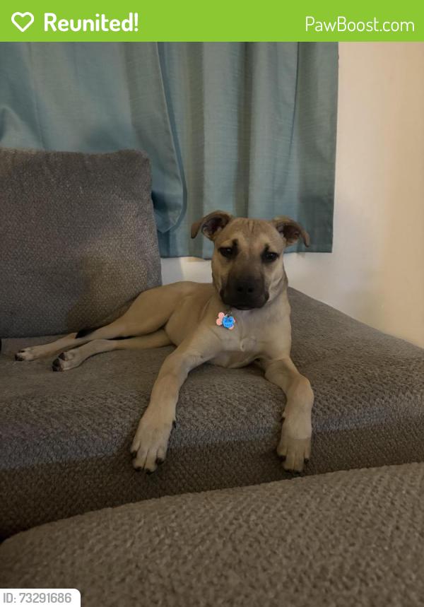 Reunited Male Dog last seen Sunridge Dr, Cheyenne, WY 82007