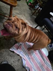 Reunited Male Dog last seen Freeman ave near fire station, Chesapeake, VA 23324