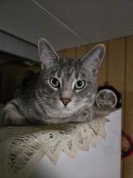 Lost Male Cat last seen Cressett Drive, Elmwood Park, Elmwood Park, IL 60707