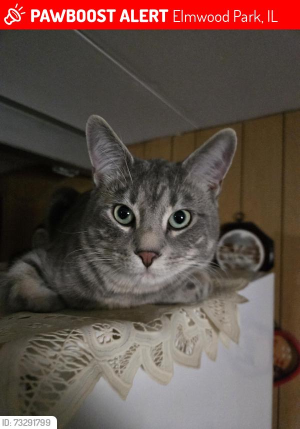 Lost Male Cat last seen Cressett Drive, Elmwood Park, Elmwood Park, IL 60707