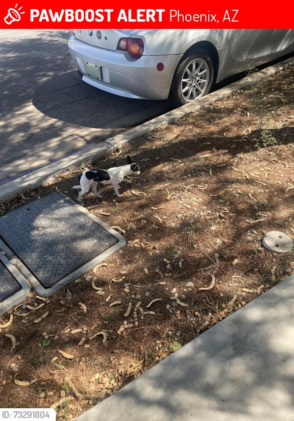 Lost Female Dog last seen Herrera arts and dual language school, Phoenix, AZ 85034