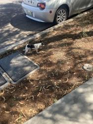 Lost Female Dog last seen Herrera arts and dual language school, Phoenix, AZ 85034