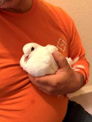 Found/Stray Unknown Bird last seen 27th ave and clement, San Francisco, CA 94121