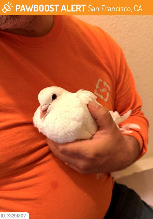 Found/Stray Unknown Bird last seen 27th ave and clement, San Francisco, CA 94121
