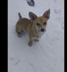 Reunited Male Dog last seen Sandage ave ,, Fort Worth, TX 76115