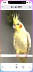 Lost Male Bird last seen Flickinger, San Jose, CA 95131