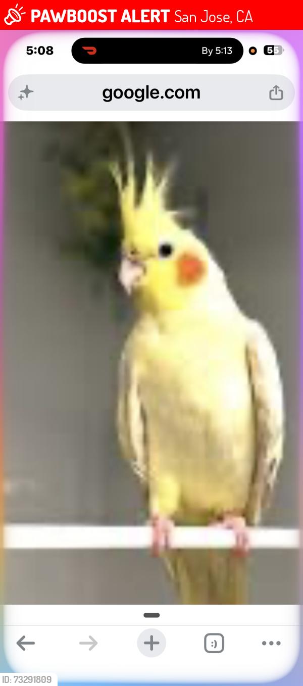 Lost Male Bird last seen Flickinger, San Jose, CA 95131