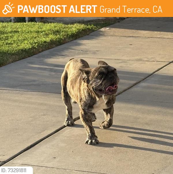 Found/Stray Male Dog last seen Oriole & Robin way, Grsnd Terrace, Grand Terrace, CA 92313