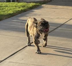 Found/Stray Male Dog last seen Oriole & Robin way, Grsnd Terrace, Grand Terrace, CA 92313