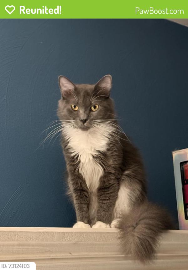 Reunited Male Cat last seen Fairborn court and Livingston oak, Virginia Beach, VA 23464