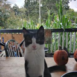 Reunited Female Cat last seen Red Lobster, Shorter Ave, Rome, GA 30165