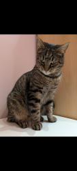 Reunited Male Cat last seen Seen in between Boscombe/Cromer block, Greater London, England SW17 9QS