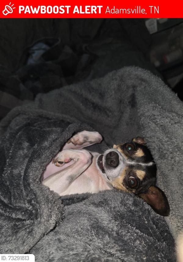 Lost Female Dog last seen Meeks Rd, Adamsville, TN 38310