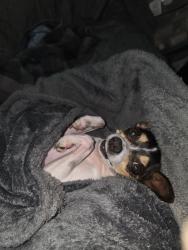 Lost Female Dog last seen Meeks Rd, Adamsville, TN 38310