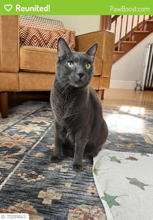 Reunited Male Cat last seen Near King street, Westbrook, ME 04092