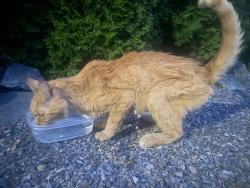 Found/Stray Unknown Cat last seen 121st Place SE Everett off of 35th., Everett, WA 98208