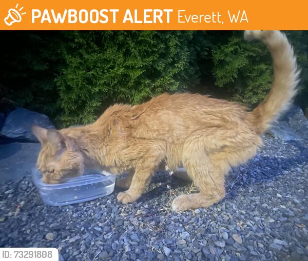 Found/Stray Unknown Cat last seen 121st Place SE Everett off of 35th., Everett, WA 98208