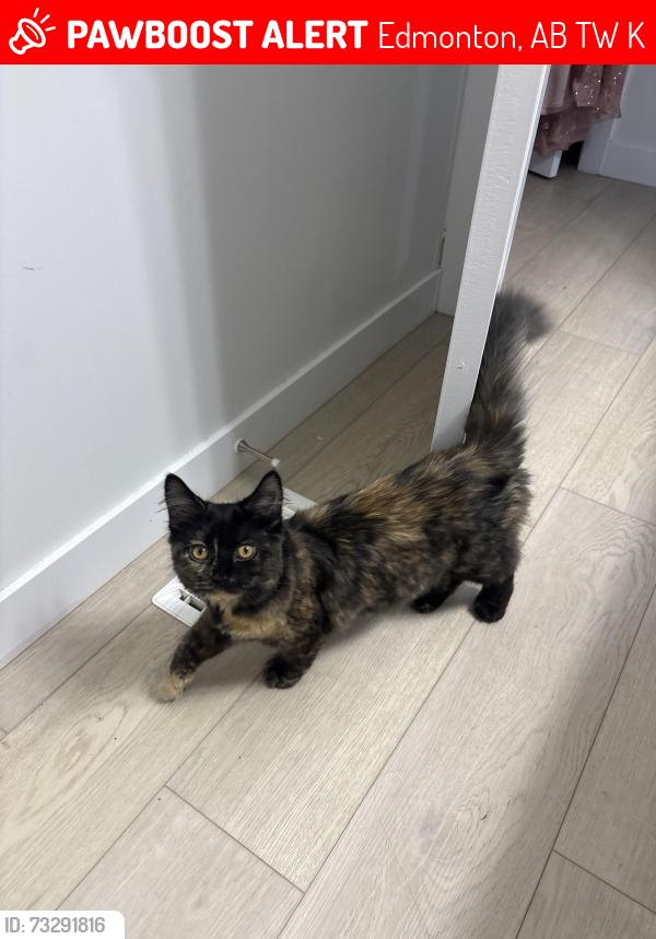 Lost Female Cat last seen Near 20 ave sw, Edmonton, AB T6W 5K2