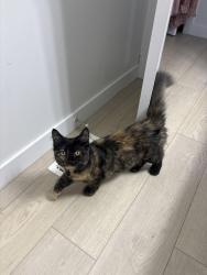 Lost Female Cat last seen Near 20 ave sw, Edmonton, AB T6W 5K2
