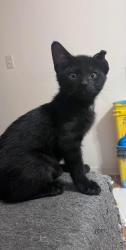 Reunited Female Cat last seen Dairy Rd, Hibiscus, 192, Melbourne, FL 32901