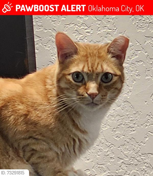 Lost Male Cat last seen Hefner and McKinley, Oklahoma City, OK 73120