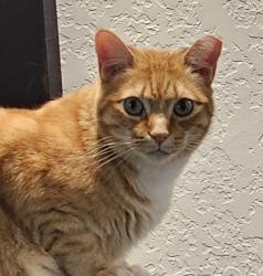 Lost Male Cat last seen Hefner and McKinley, Oklahoma City, OK 73120