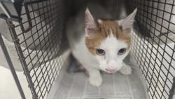 Shelter Stray Male Cat last seen , 14409 Vanowen St, Van Nuys, CA 91405, USA