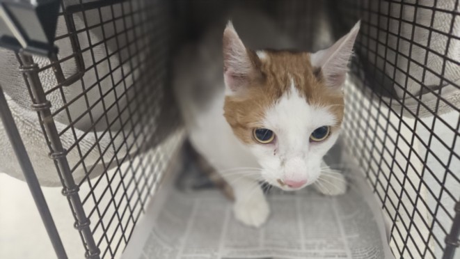 Shelter Stray Male Cat last seen , 14409 Vanowen St, Van Nuys, CA 91405, USA