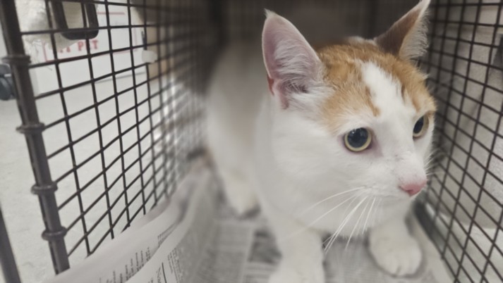 Shelter Stray Male Cat last seen , 14409 Vanowen St, Van Nuys, CA 91405, USA