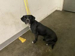 Shelter Stray Female Dog last seen , 1850 W 60th St, Los Angeles, CA 90047, USA