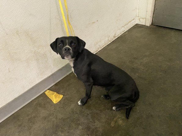Shelter Stray Female Dog last seen , 1850 W 60th St, Los Angeles, CA 90047, USA