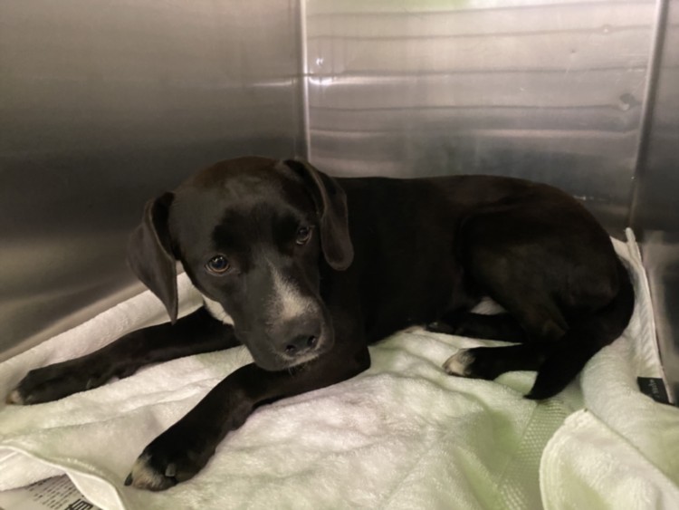 Shelter Stray Female Dog last seen , 1850 W 60th St, Los Angeles, CA 90047, USA