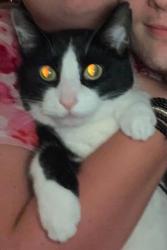 Lost Male Cat last seen Nettleton Street, Springfield, MO 65803