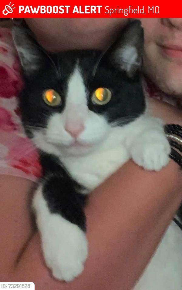 Lost Male Cat last seen Nettleton Street, Springfield, MO 65803