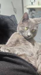 Lost Female Cat last seen Near meadow bend dr Madison TN, Nashville, TN 37115
