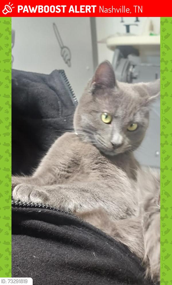 Lost Female Cat last seen Near meadow bend dr Madison TN, Nashville, TN 37115