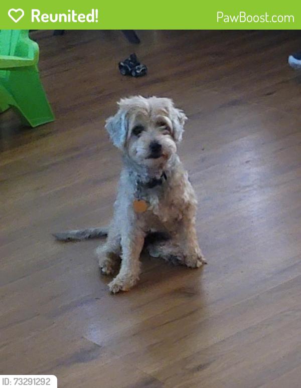 Reunited Male Dog last seen Townsend hse, San Antonio, TX 78251