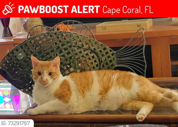Lost Male Cat last seen Van Buren, Cape Coral, FL 33993