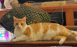 Lost Male Cat last seen Van Buren, Cape Coral, FL 33993