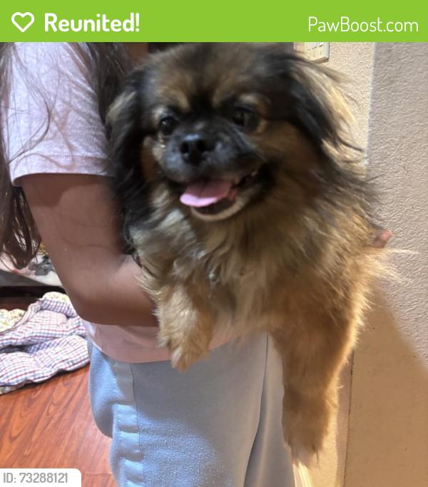 Reunited Male Dog last seen Lick Mill Park, Santa Clara, CA 95054