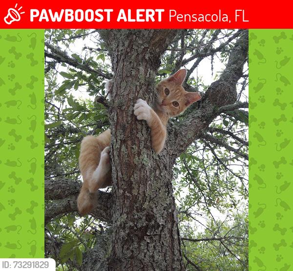 Lost Male Cat last seen maritime park, Pensacola, FL 32501