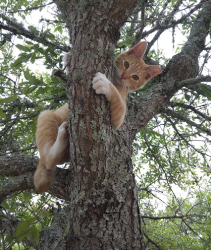 Lost Male Cat last seen maritime park, Pensacola, FL 32501