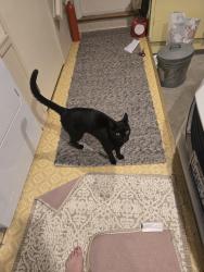 Found/Stray Unknown Cat last seen Spiritridge Park, Bellevue, WA 98008
