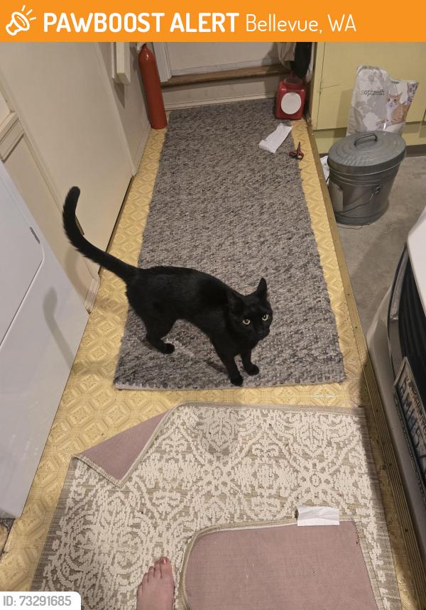Found/Stray Unknown Cat last seen Spiritridge Park, Bellevue, WA 98008