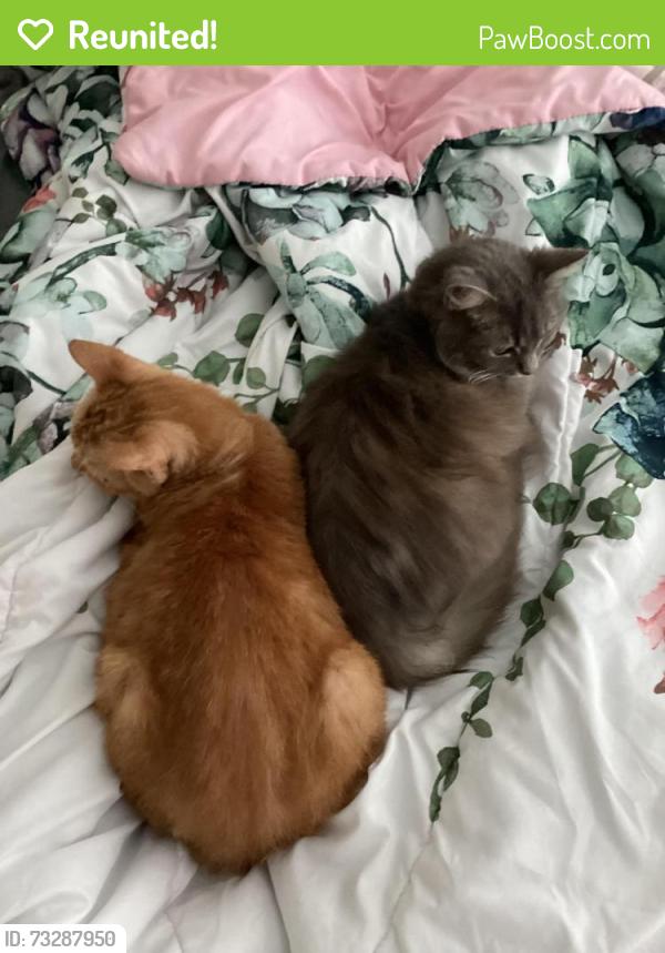 Reunited Female Cat last seen Zoey was last seen on Aristocrat Pt., Seminole County, FL 32765