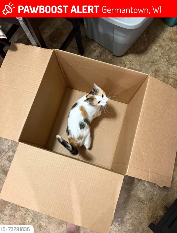 Lost Female Cat last seen Starlite drive, Germantown, WI 53022