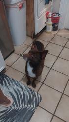 Lost Female Dog last seen 582-592 Huntington Ave, San Bruno, CA 94066, San Bruno, CA 94066