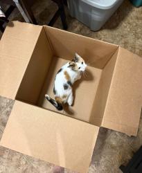 Lost Female Cat last seen Starlite drive, Germantown, WI 53022