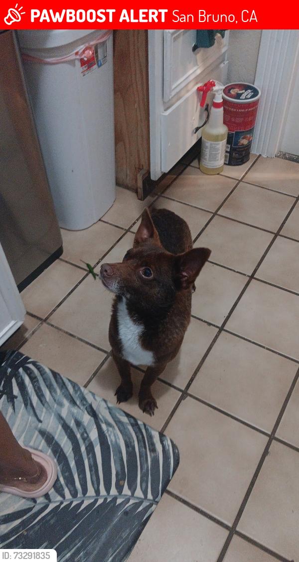 Lost Female Dog last seen 582-592 Huntington Ave, San Bruno, CA 94066, San Bruno, CA 94066